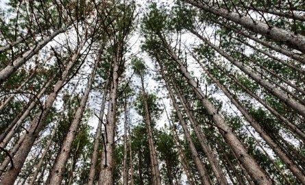 photo taken upwards of the tops of pine trees